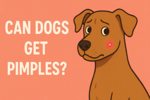 Can Dogs Get Pimples? Vet‑Approved Guide.